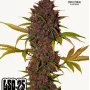 Cannabis seeds LSD-25 Auto from Fast Buds